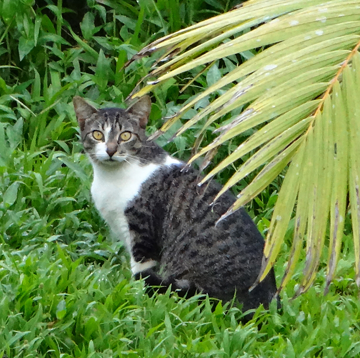 cat