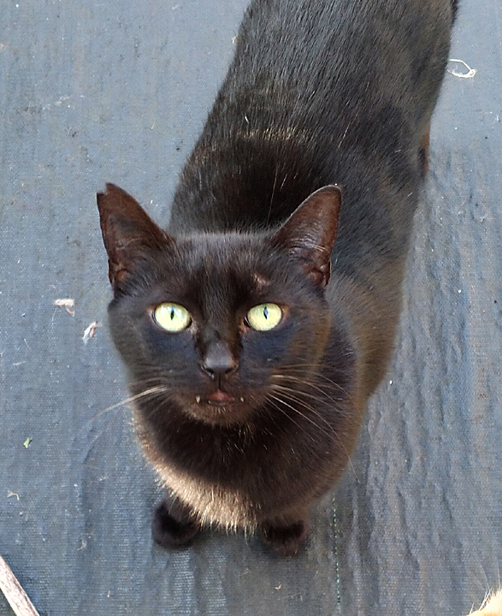Harvey cat