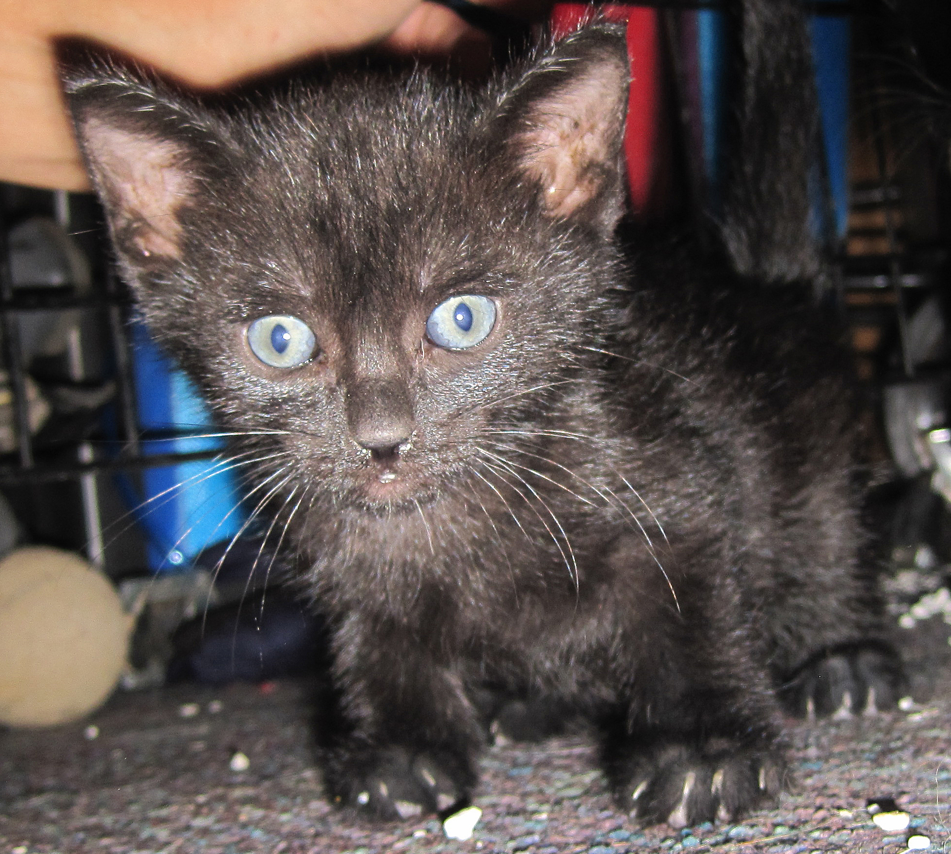 Harvey cat