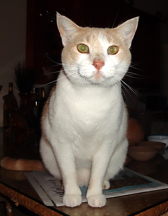 cat