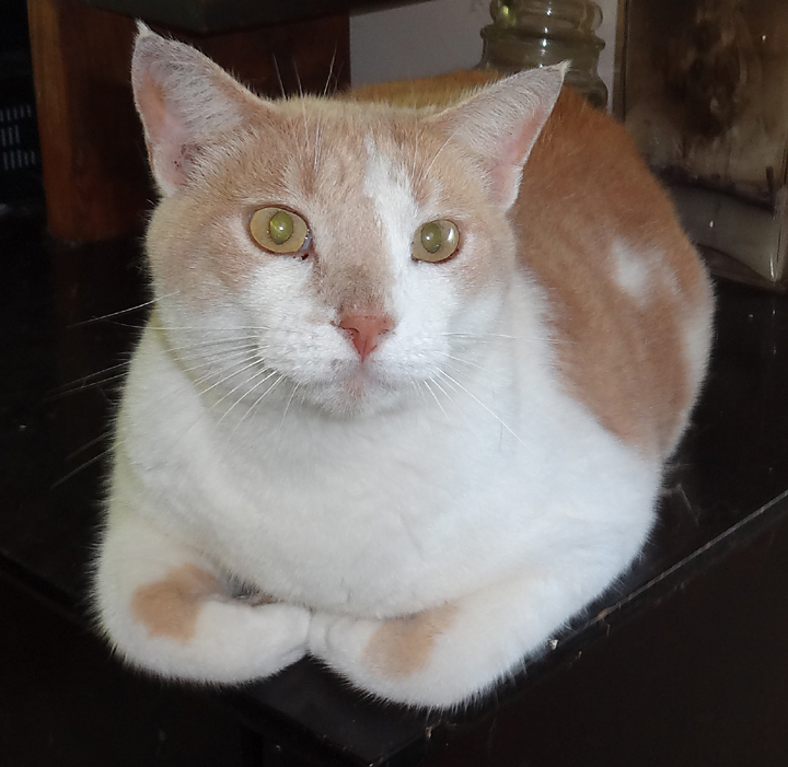 cat