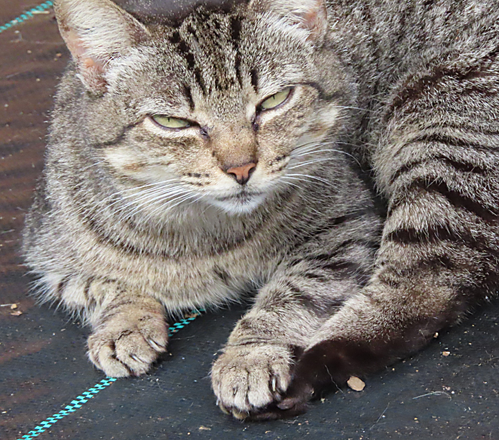 Houdini cat