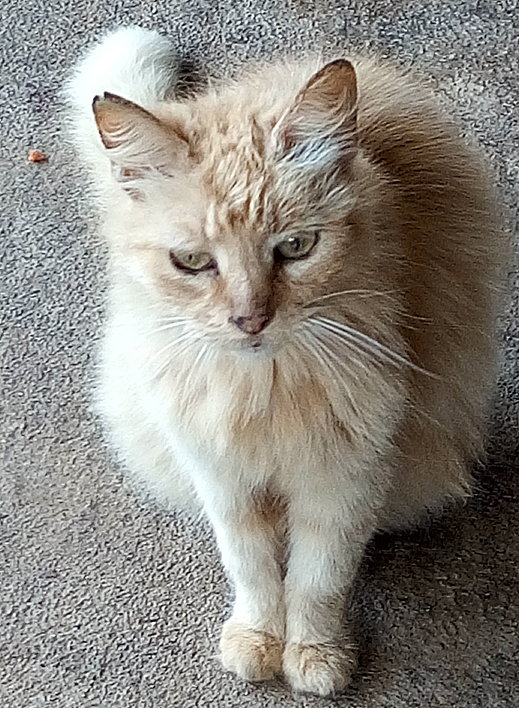 cat