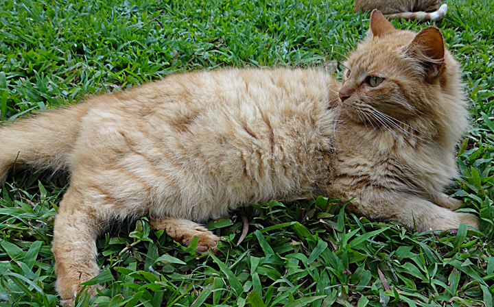 cat
