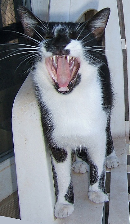 cat