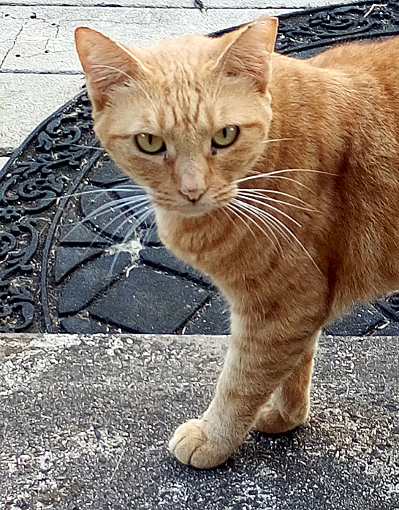 Juliet cat