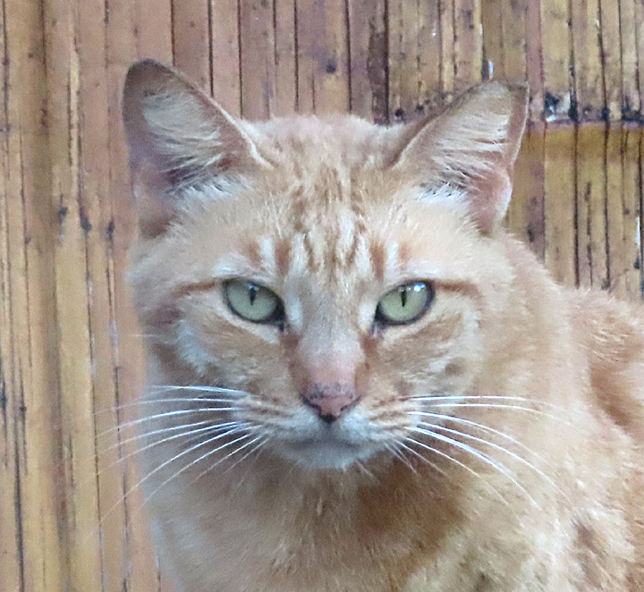 Juliet cat