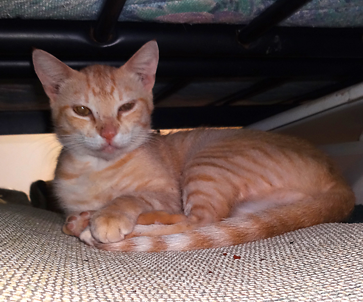 cat