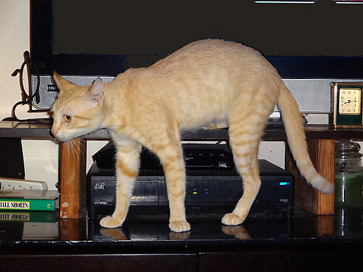 cat
