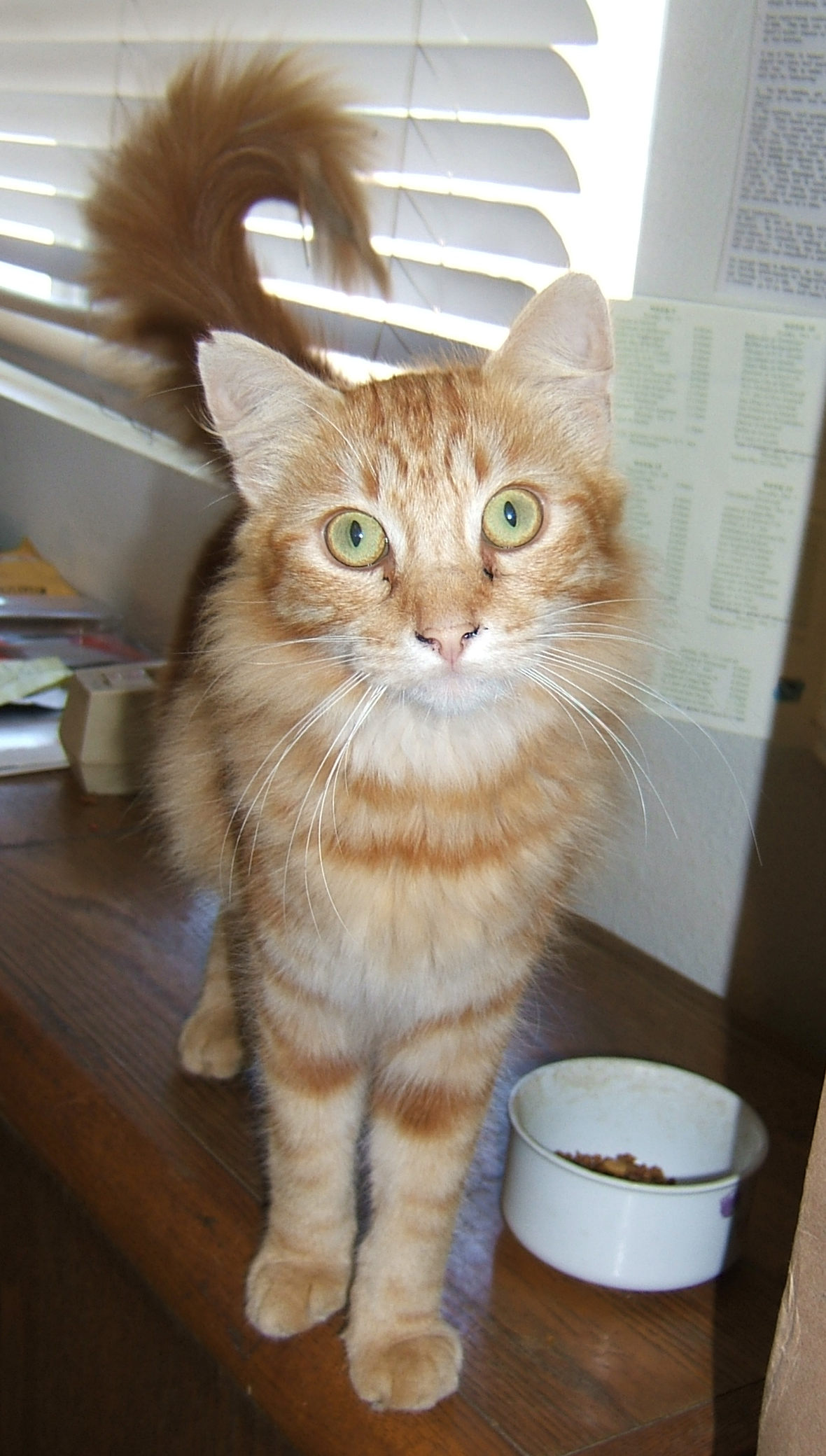 cat