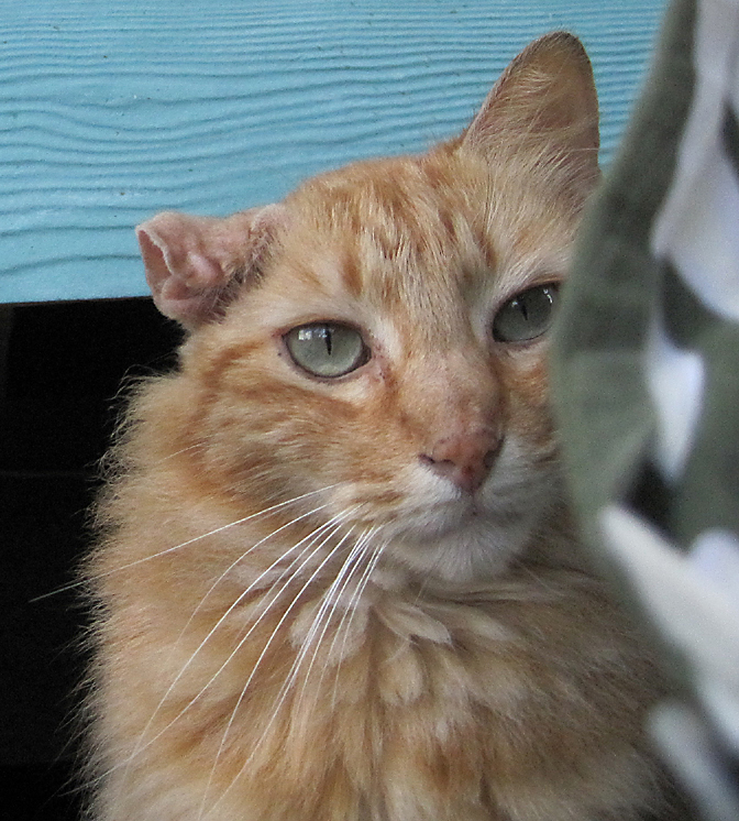 cat