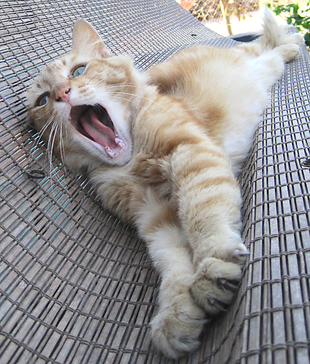 cat