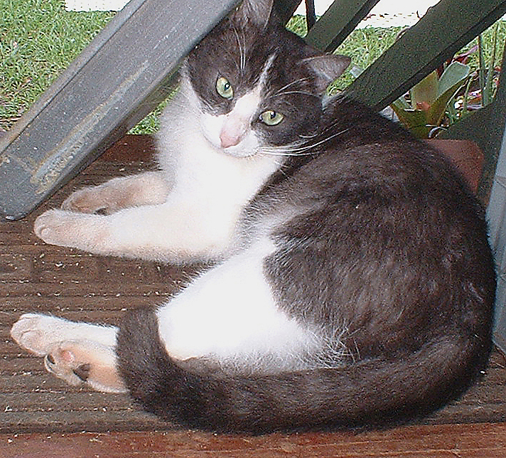cat
