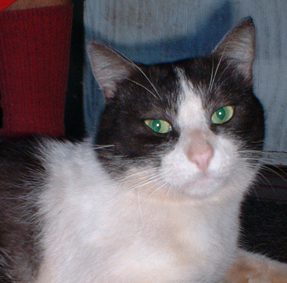 cat