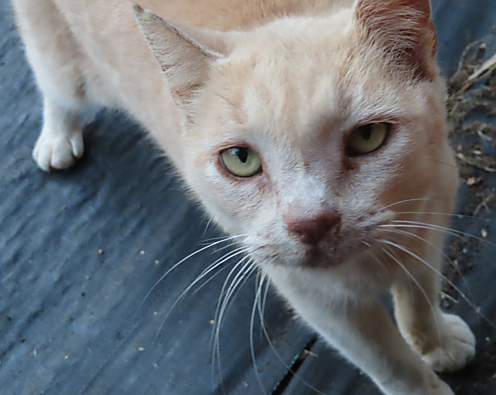 cat