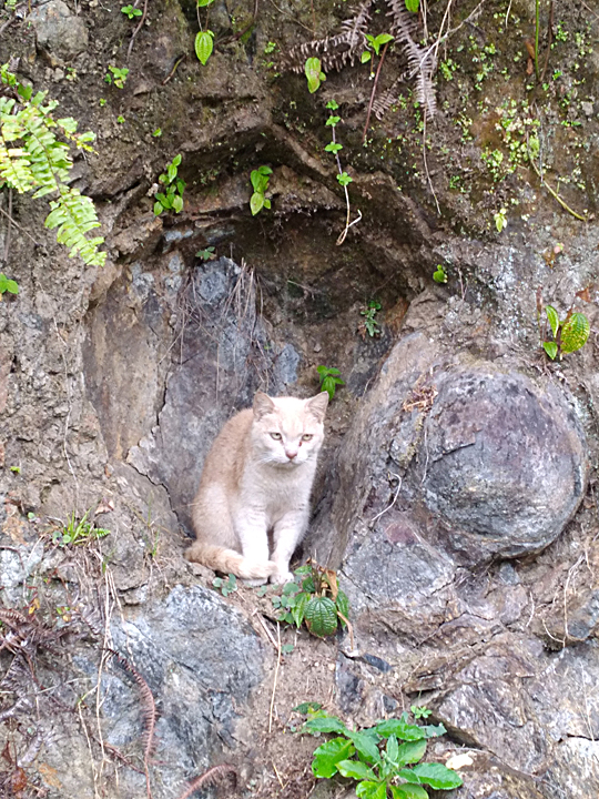 leilei cat