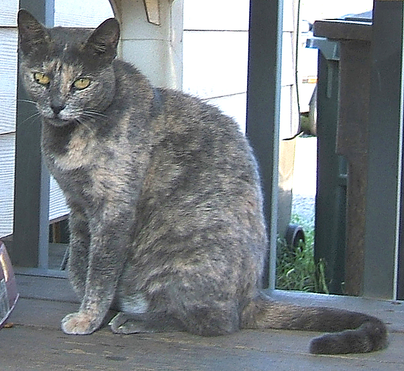 cat