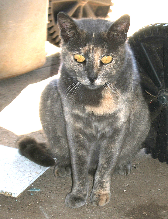 cat