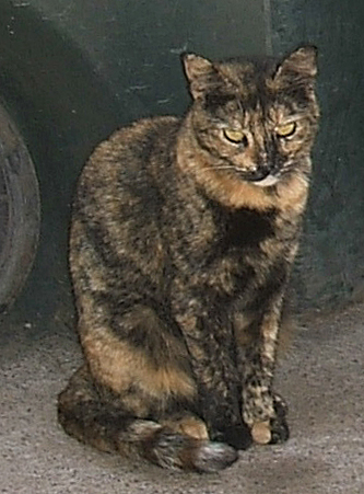 cat