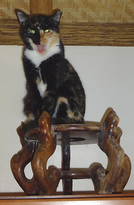 Little girl cat