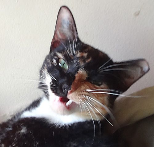 Little girl cat