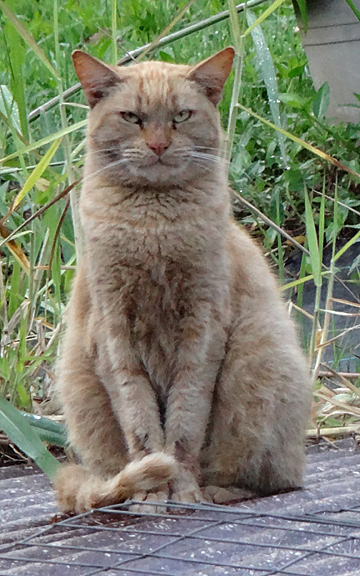 cat