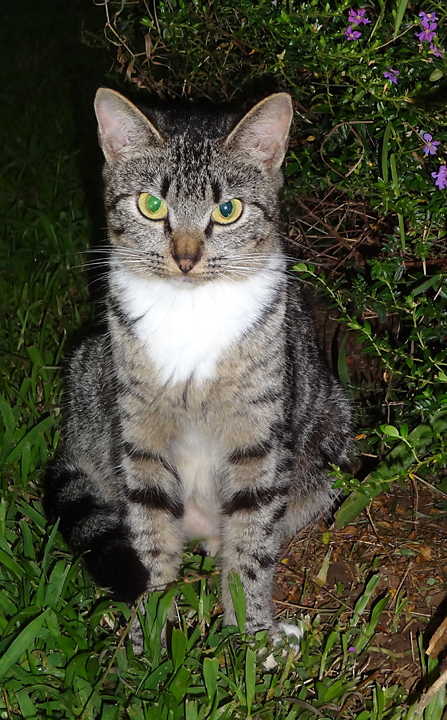 cat
