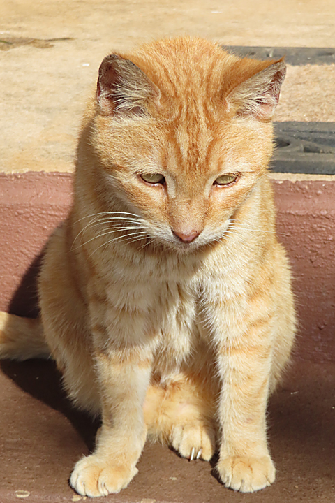Lucky cat