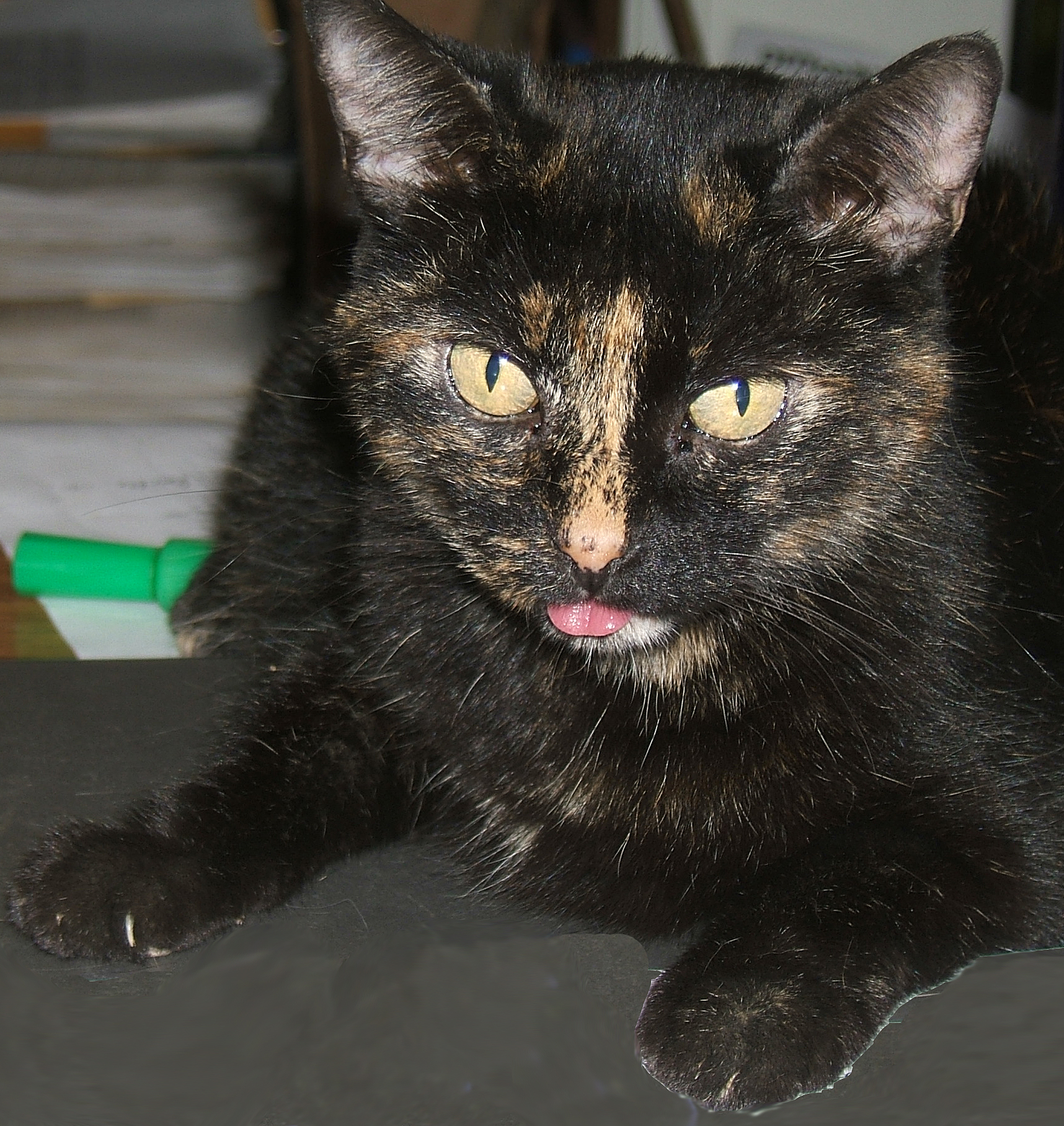 cat