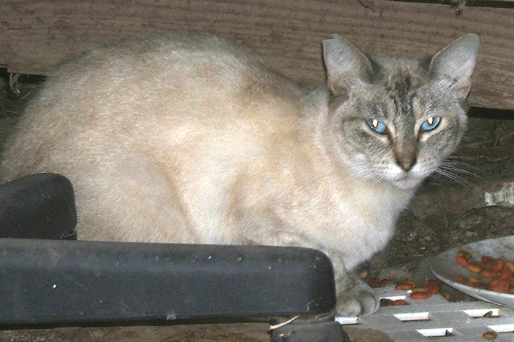 cat