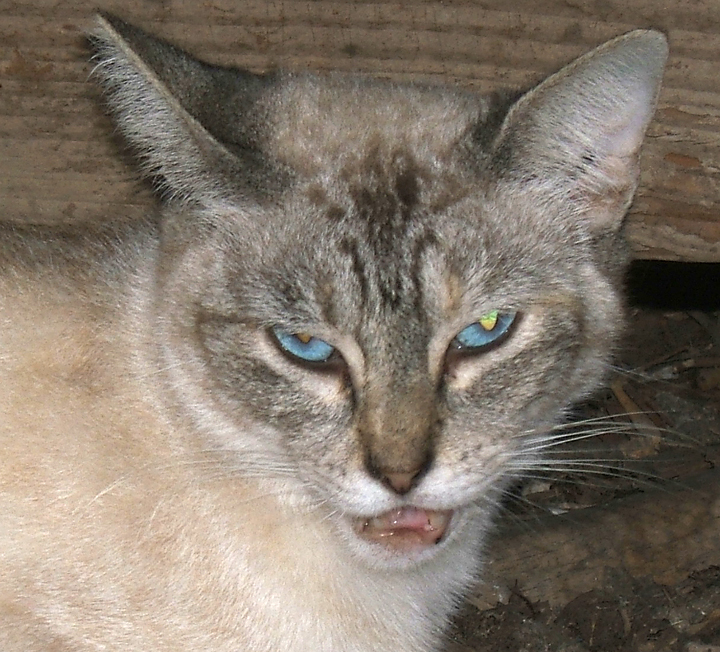 cat