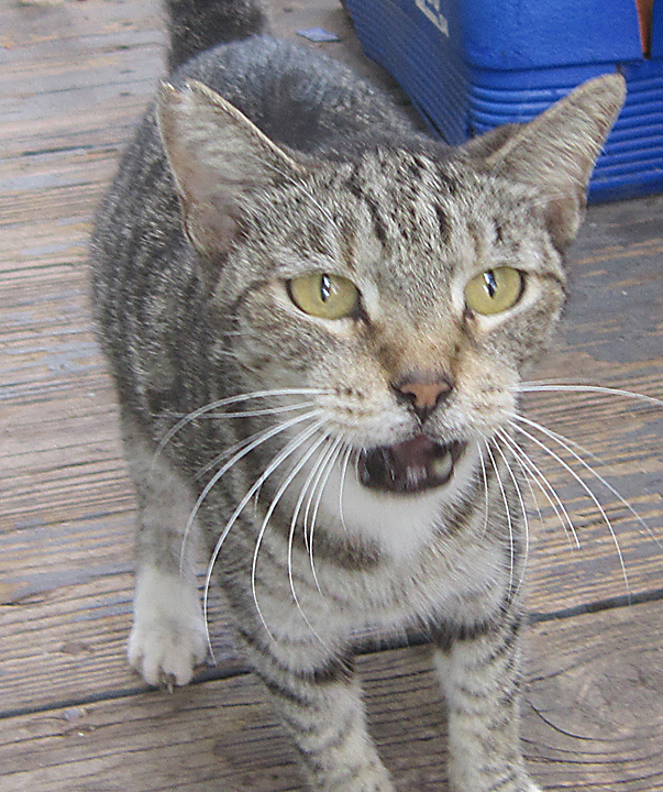 cat
