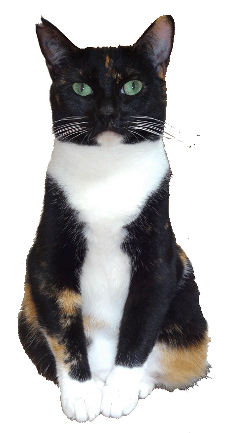Mia cat