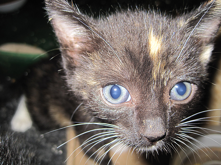 Mia cat