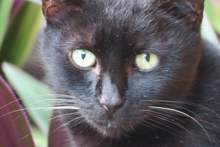 Midnight cat