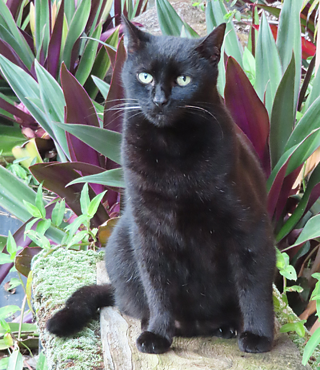 Midnight cat