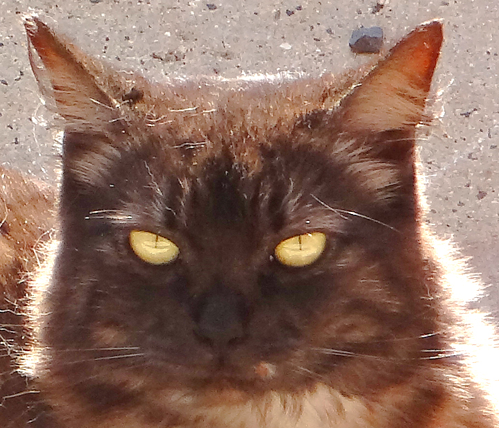 cat