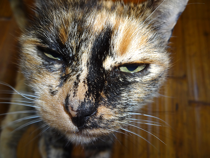 cat