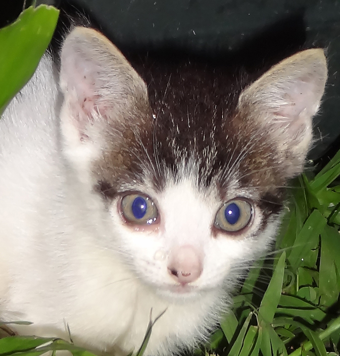 cat