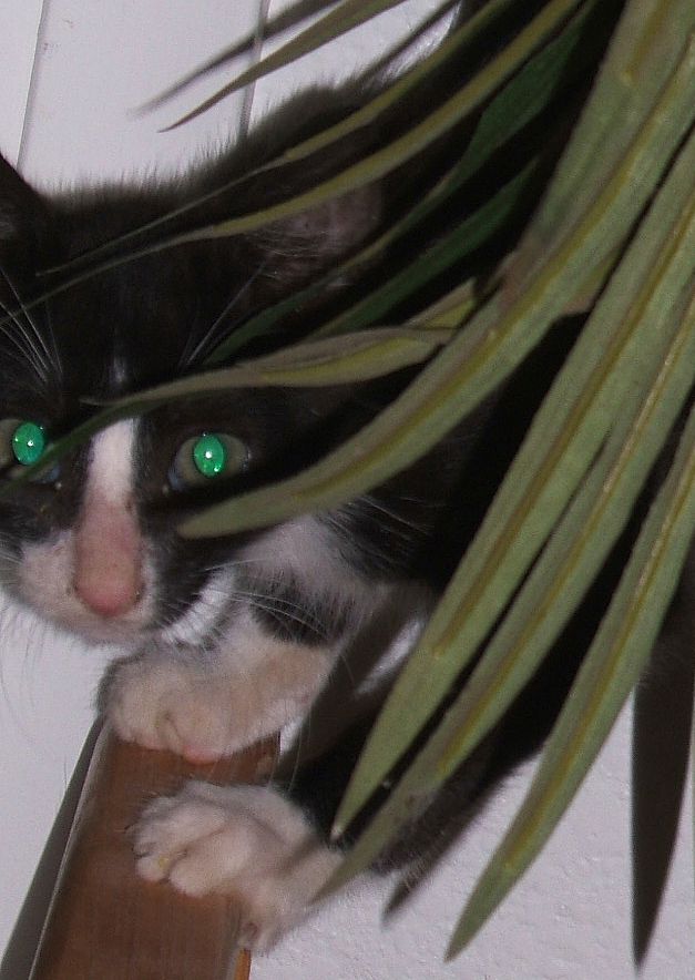 cat