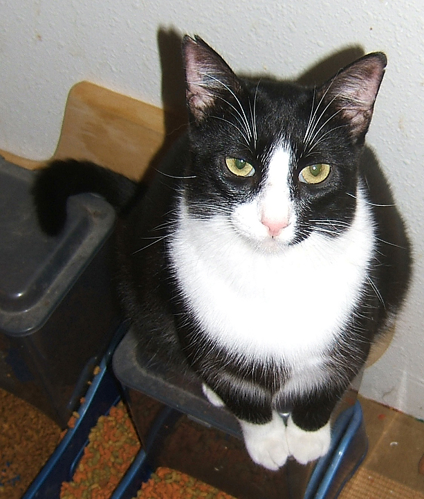 cat