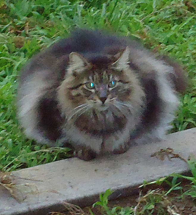 cat