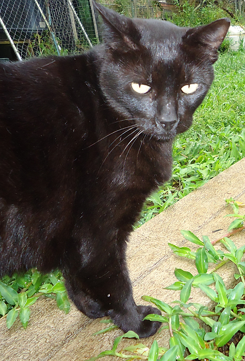 cat