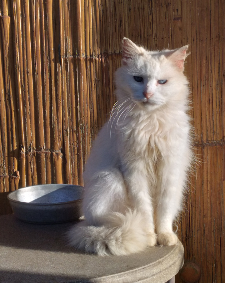  white cat