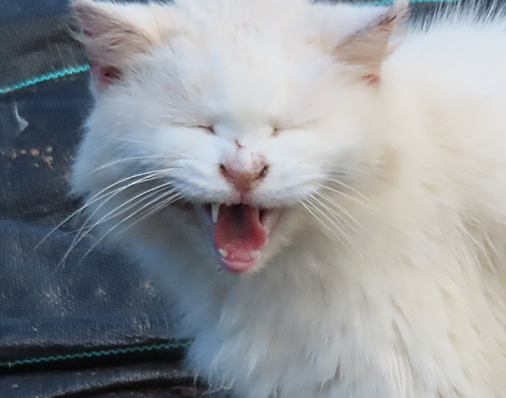 nani white cat