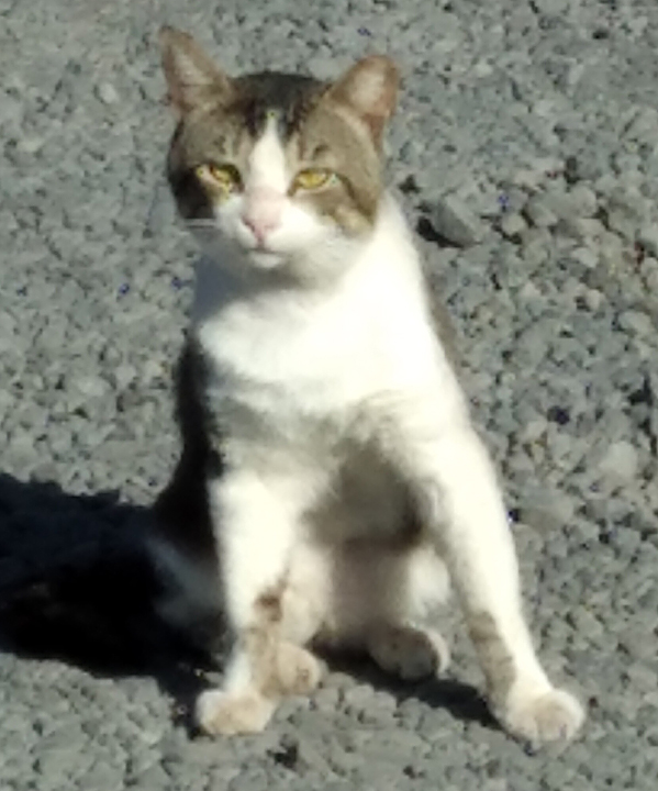 new cat