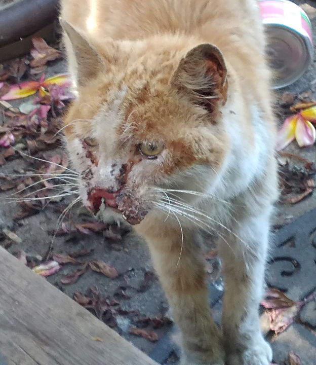 new cat