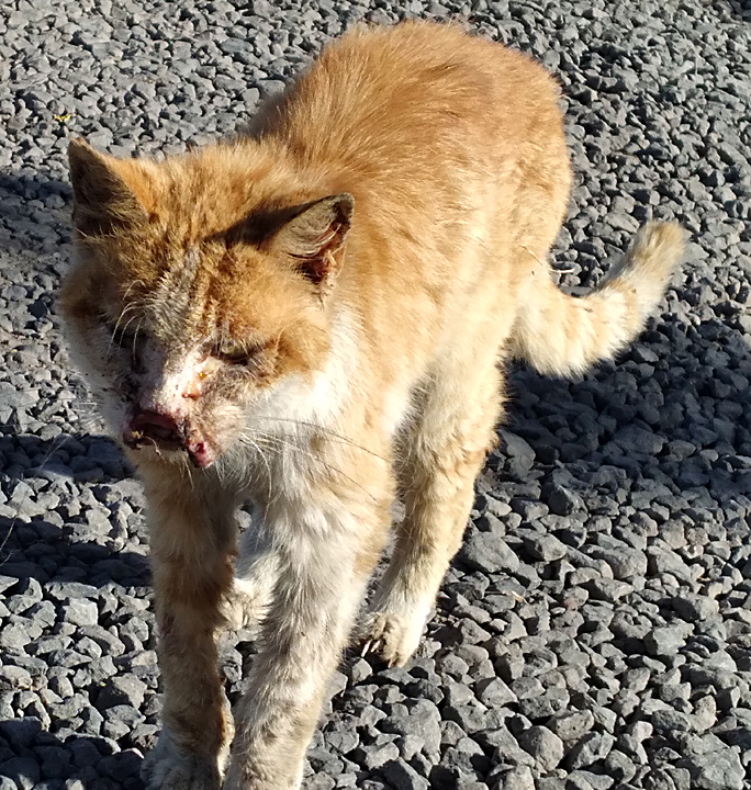 cat