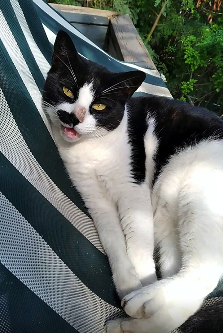 little girl cat