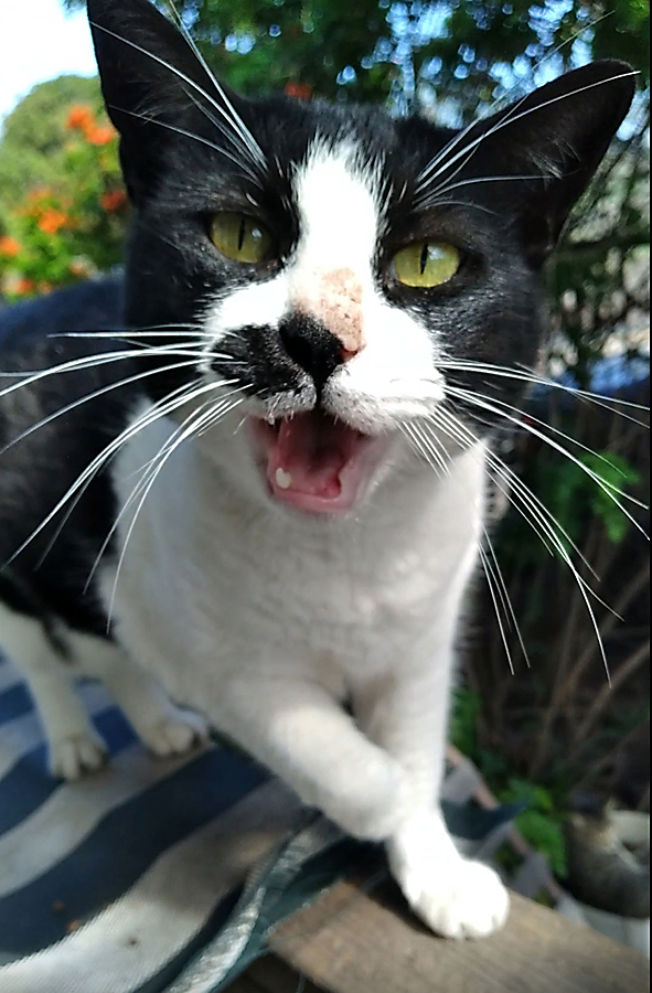 cat